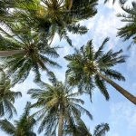 Voyage en famille au Panama en août : Forum Panama
 - Choisir vos vacances pour Juillet et Aout€
